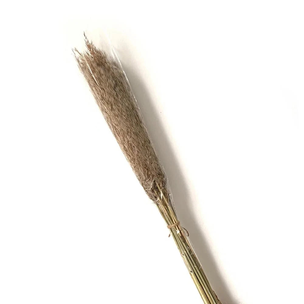 Dried Pampas Grass Decor