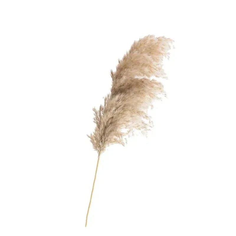 Dried Pampas Grass Decor