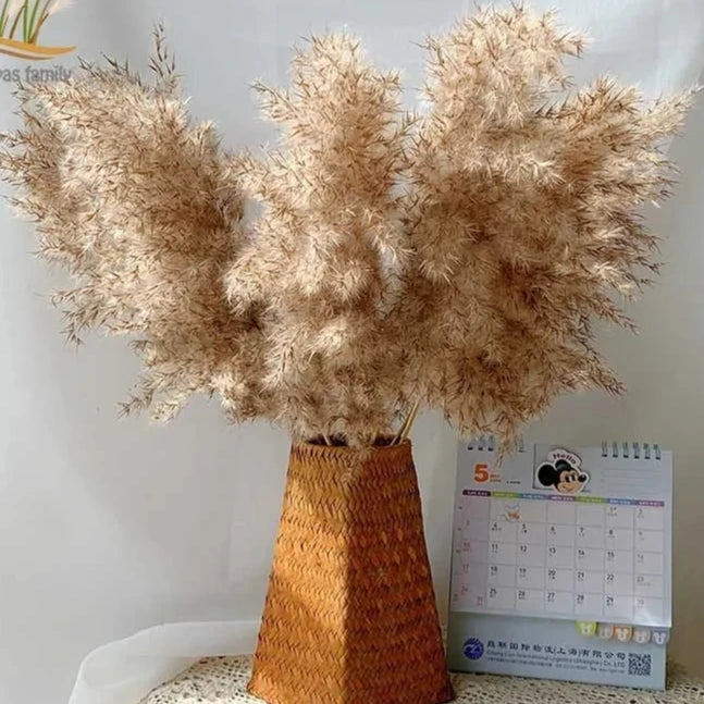 Dried Pampas Grass Decor