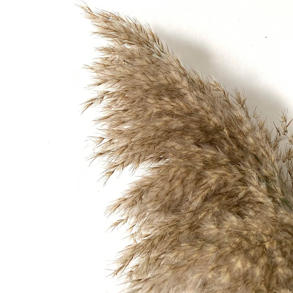 Dried Pampas Grass Decor