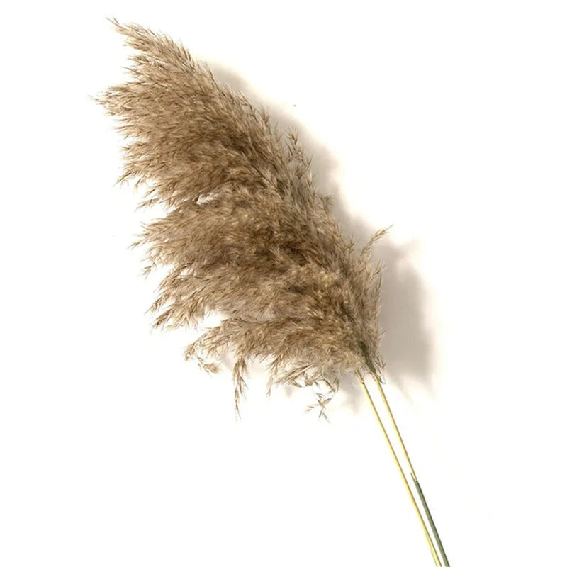 Dried Pampas Grass Decor