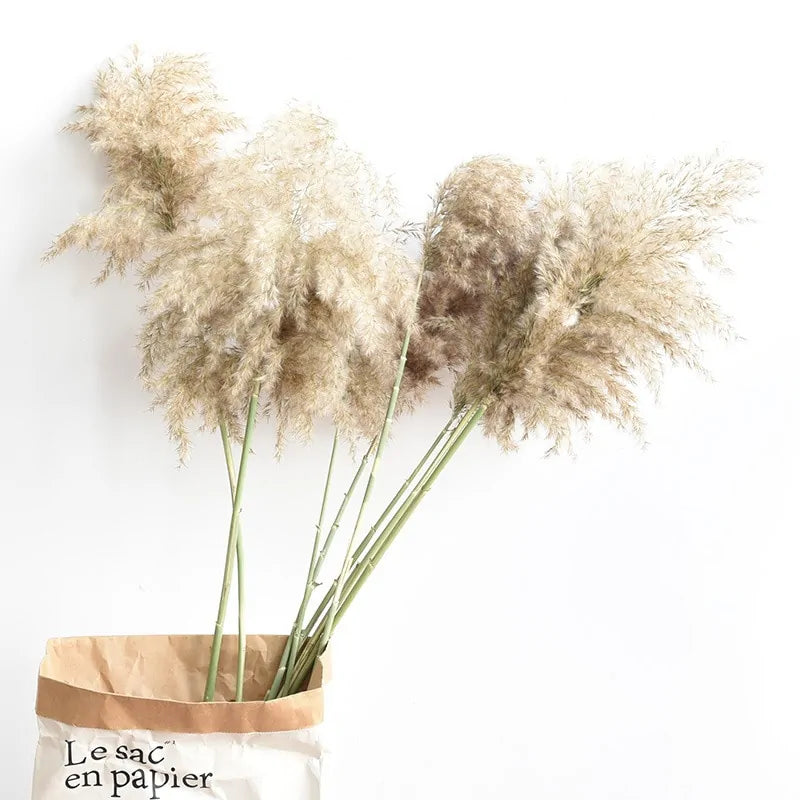 Dried Pampas Grass Decor