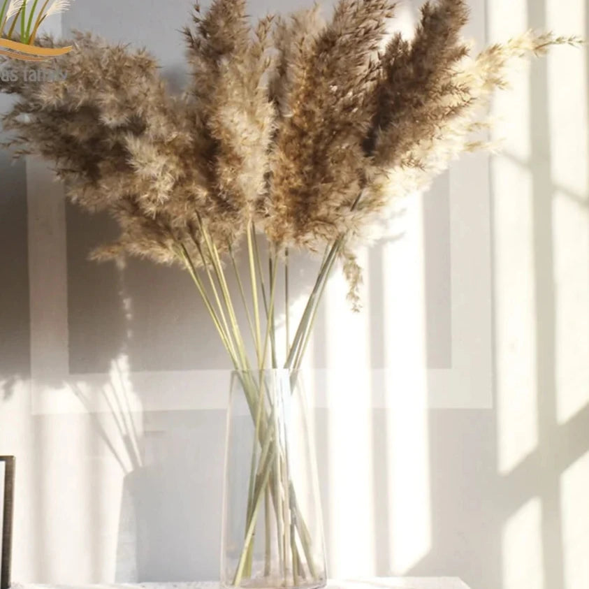 Dried Pampas Grass Decor